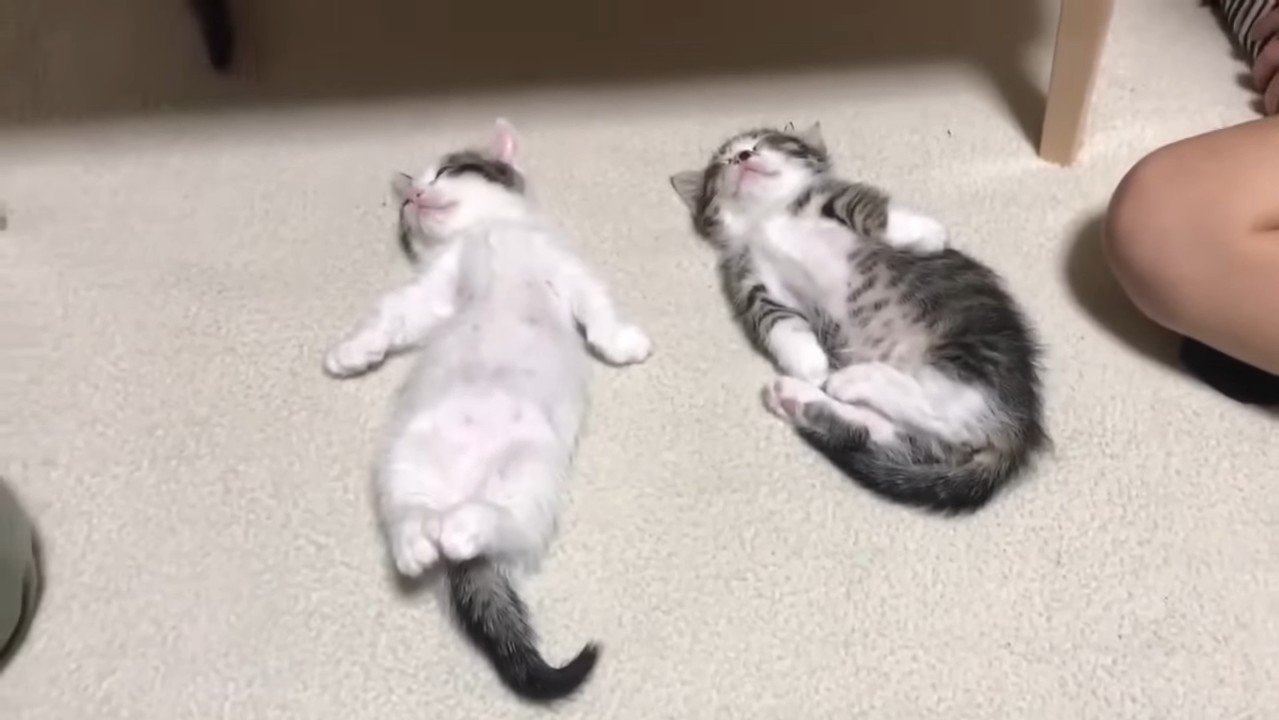 前足を広げる豆大福くん