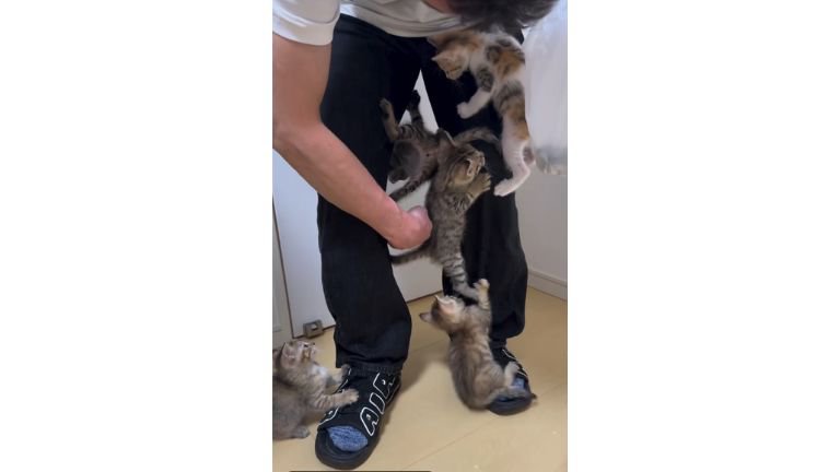 人の脚と子猫たち