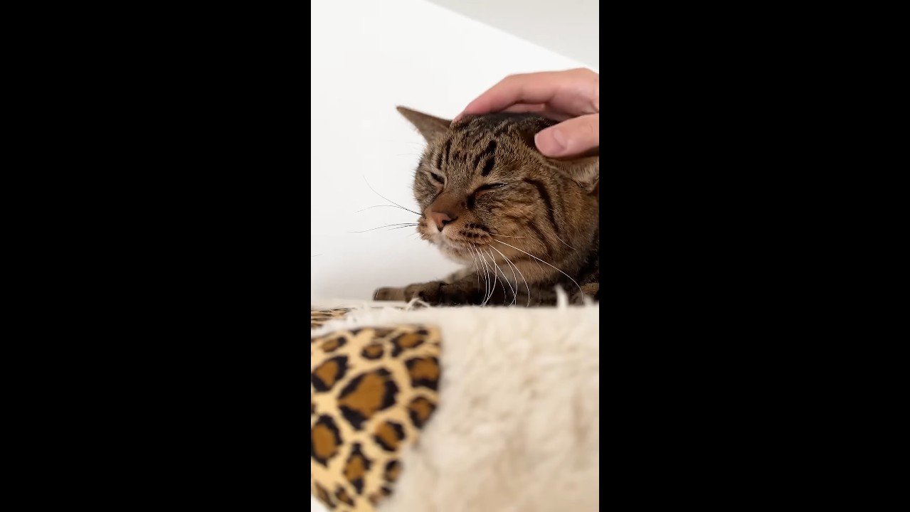 撫でられる大人さもじくん