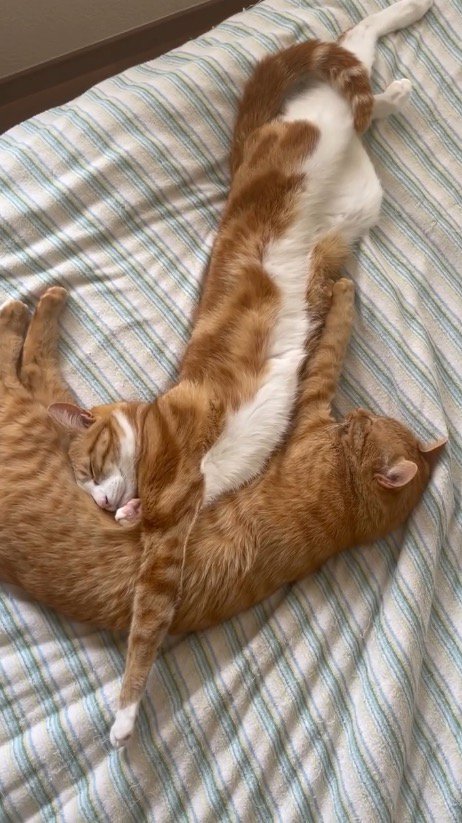 ベッドの上でくっついて眠る2匹の猫