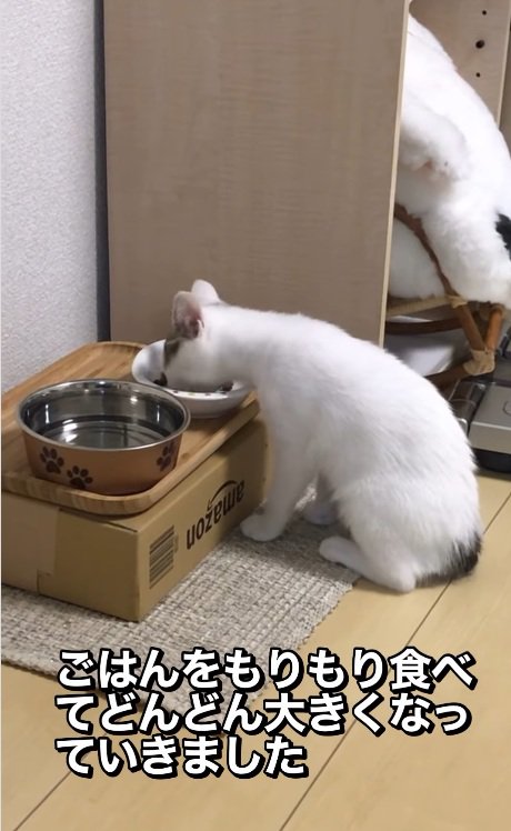 ごはんをもりもり食べている猫