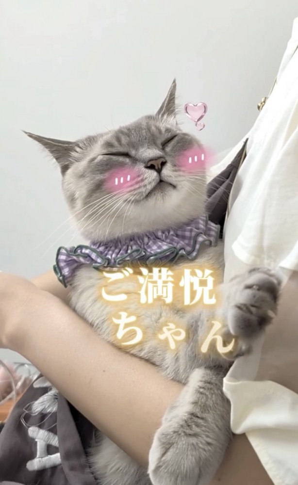 飼い主さんに抱っこ紐で抱っこされるシャムトラ猫
