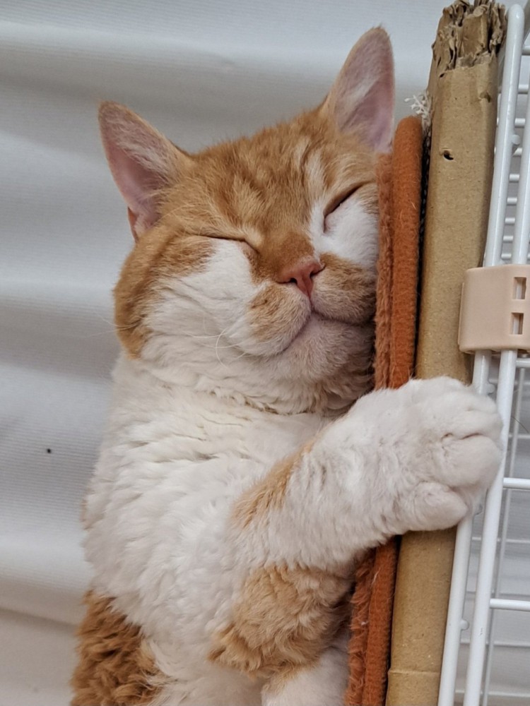 右手を前に出して寝ている猫