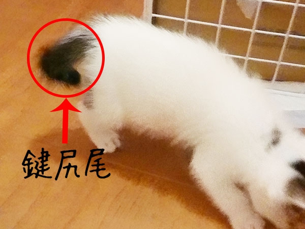 曲がった尻尾をもつ「幸運の猫」鍵尻尾のルーツと原因を検証！