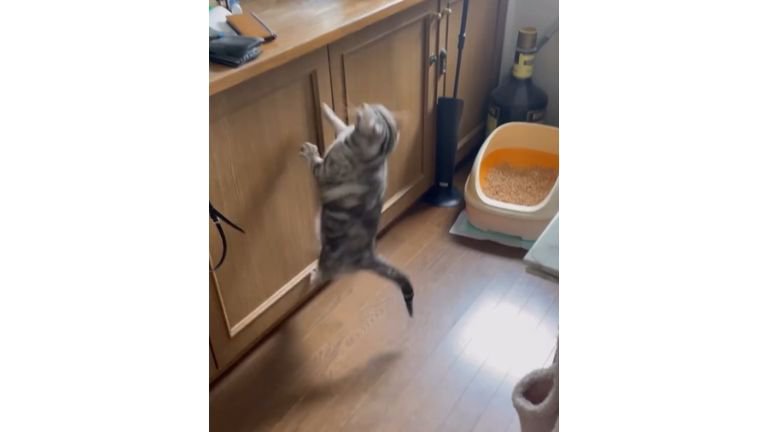 ジャンプする猫