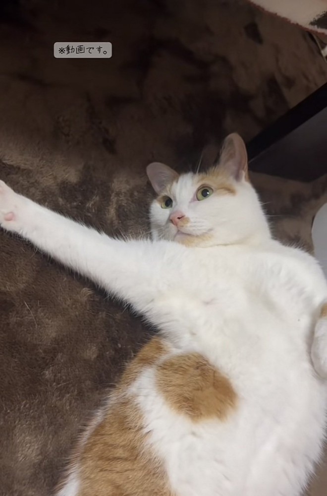 カーペットに仰向けに寝る三毛猫