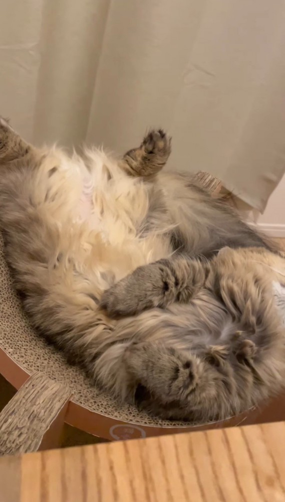 上半身を直角に曲げて眠る猫