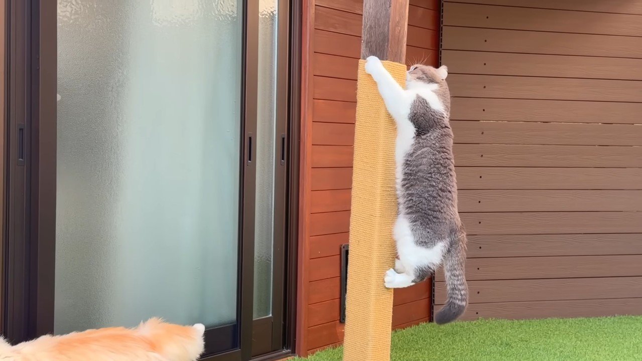 登るもすけくん