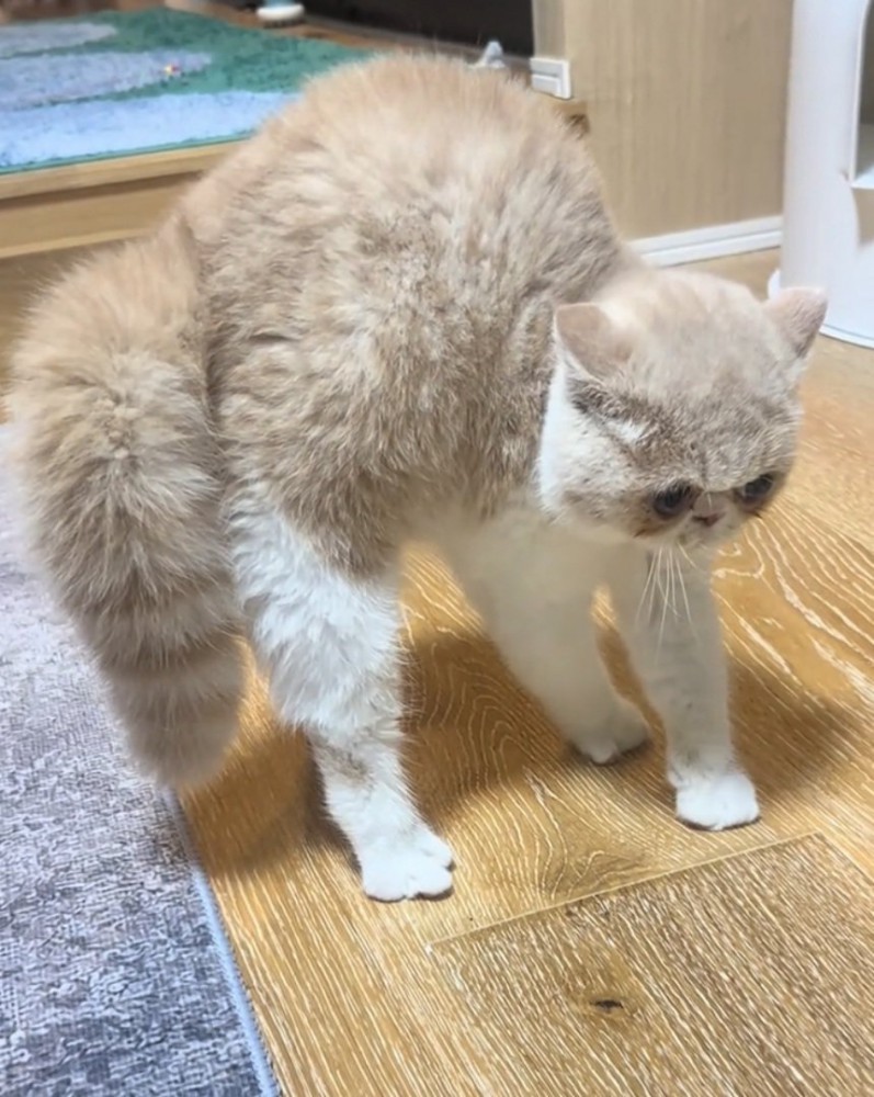 毛が逆立つ猫