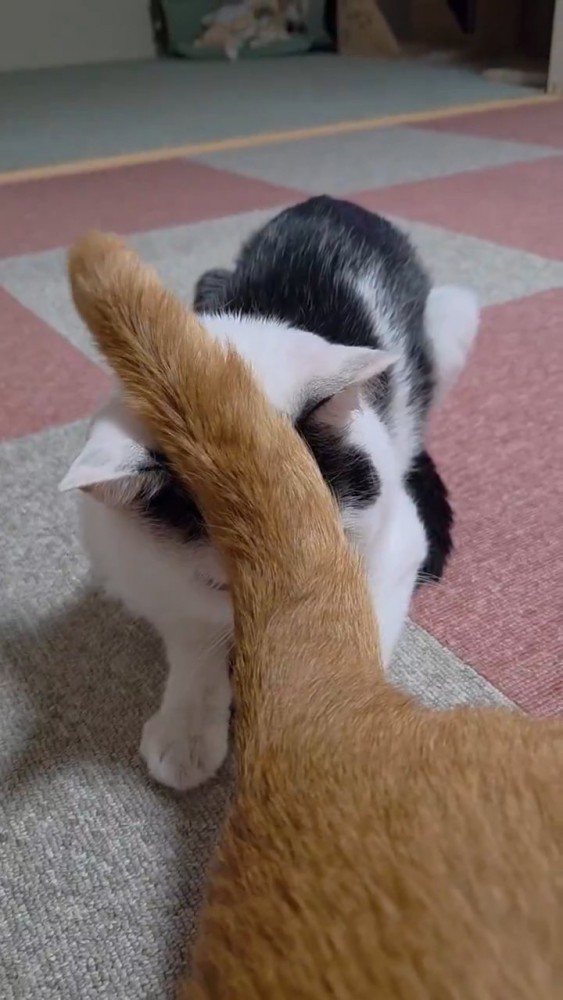 茶トラ猫のしっぽが頭にのる茶トラ猫