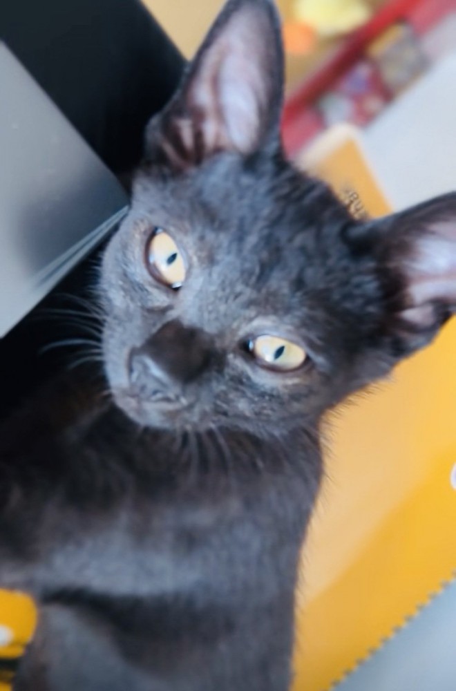 ノートの上に寝転がる子猫