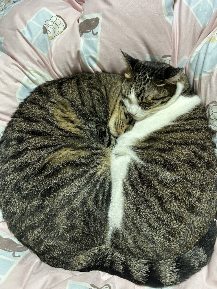 2匹の猫団子