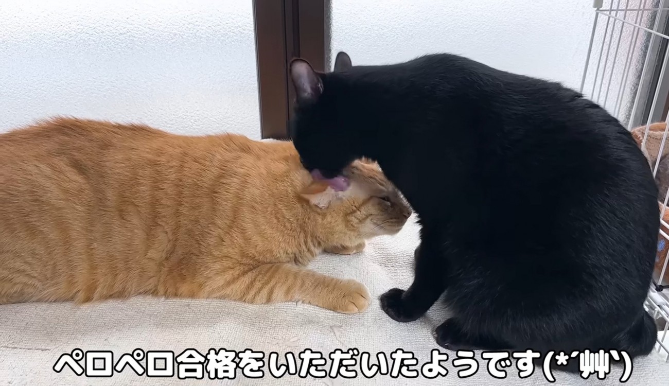 茶トラ猫を毛づくろいする黒猫