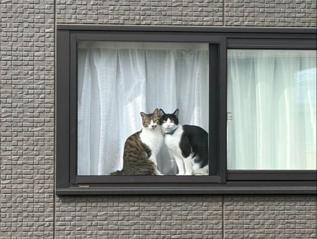 窓枠に写る2匹の寄り添う猫