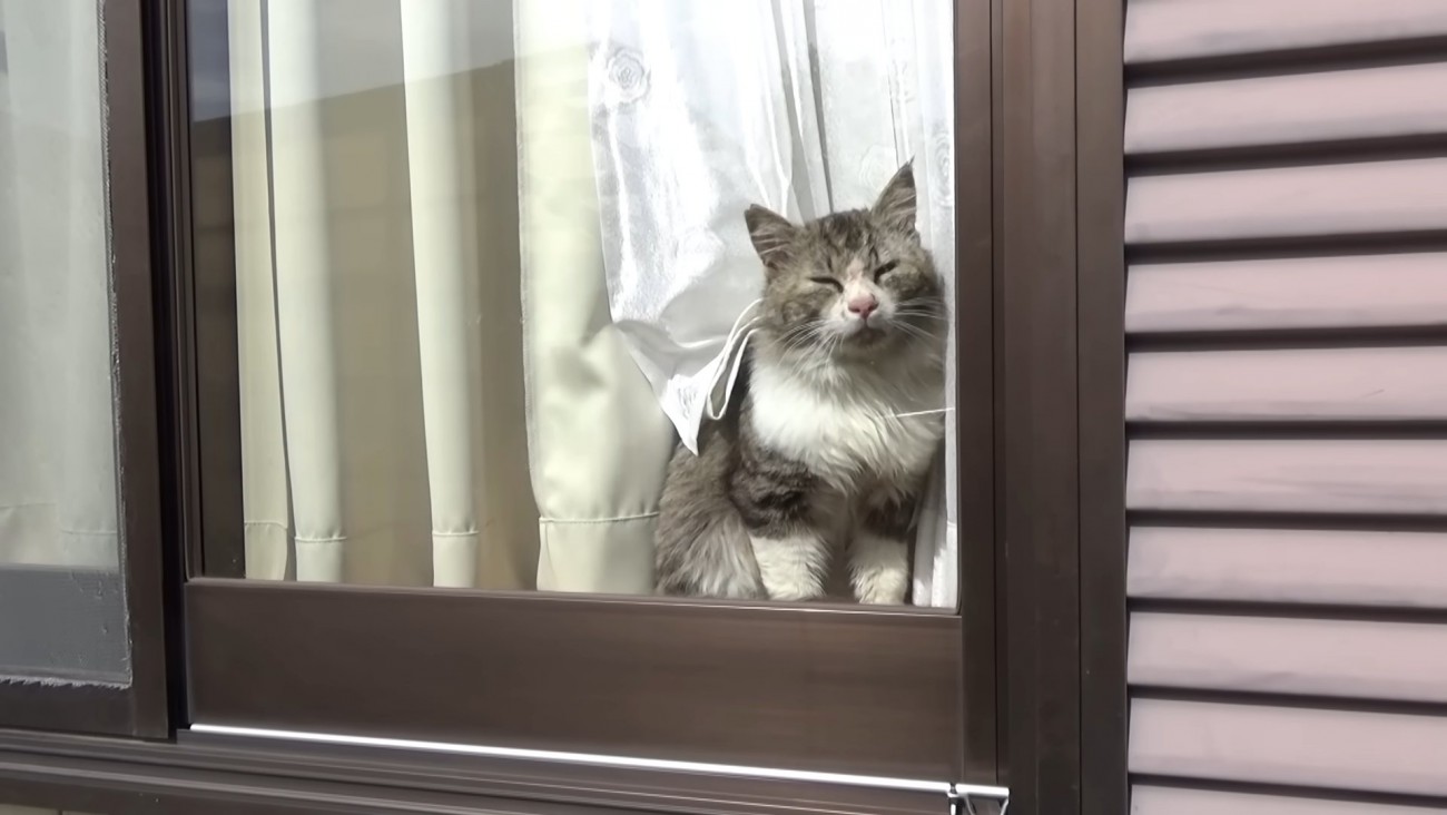 窓から外を見る猫