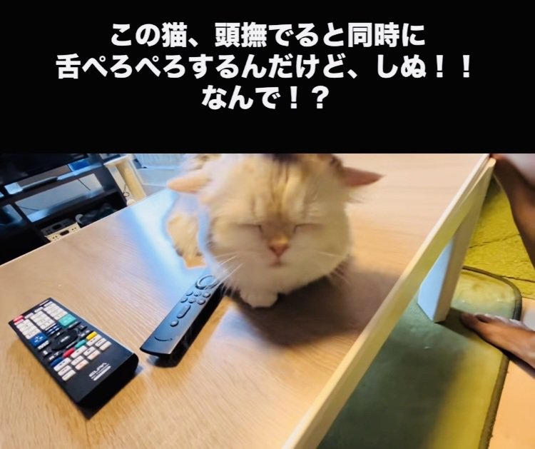 投稿主さんに頭を撫でられるミヌエット