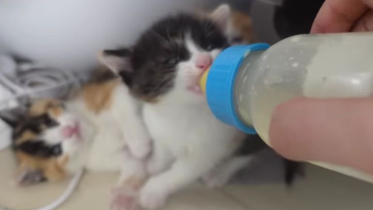 ミルクを飲む猫