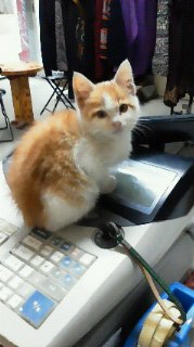 毎日の生活に彩りが♡平凡だけど特別な、我が家のみーすけ