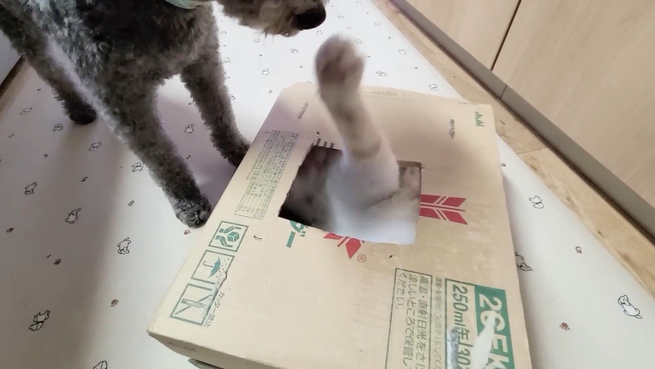伸びる前足
