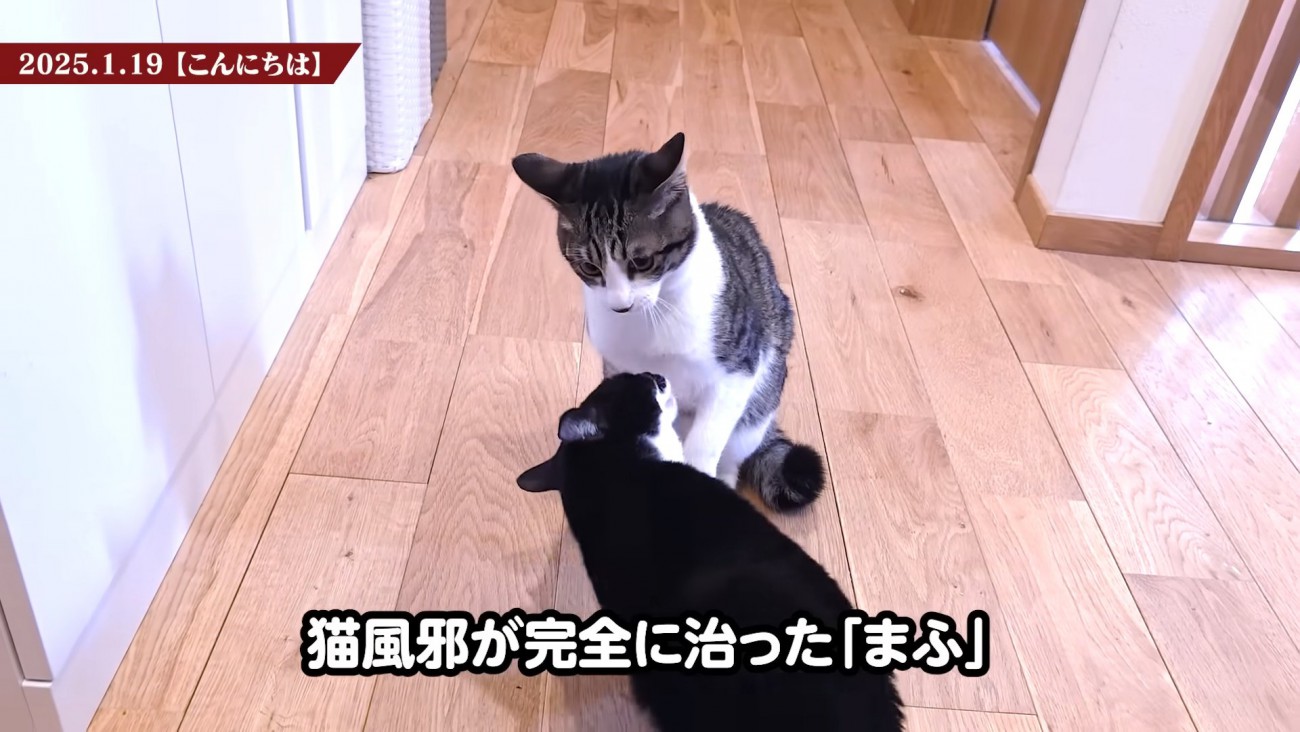 向かい合う2匹の猫