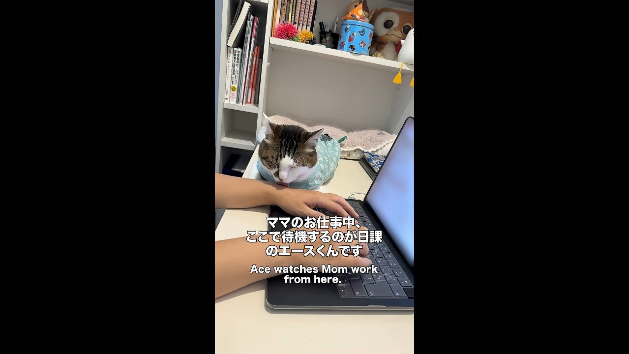 ここで待機するのが日課