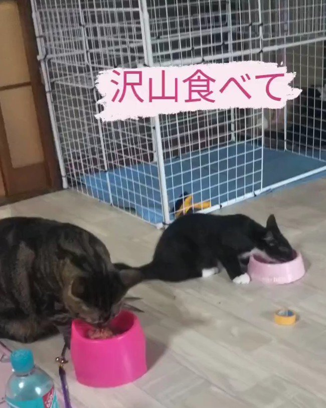 ごはんを食べる2匹の猫