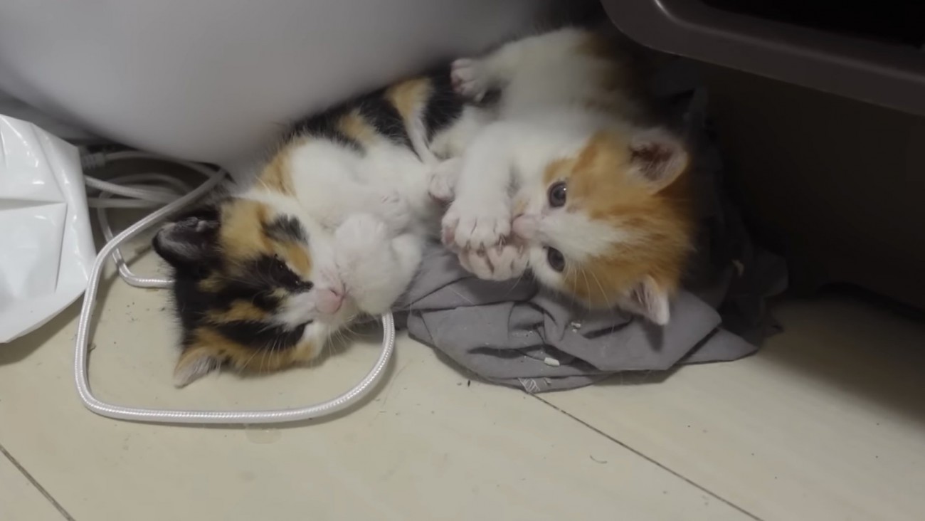 じゃれ合う2匹の子猫の写真1