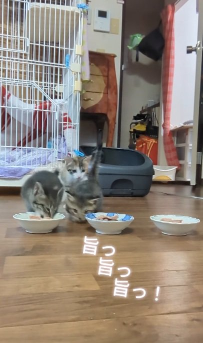 ご飯を食べる3匹の子猫達