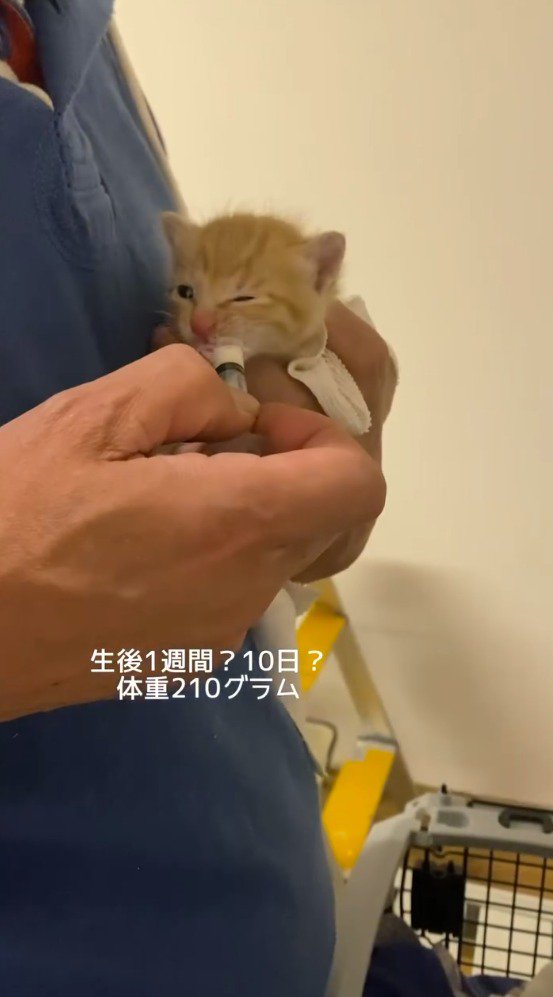 子猫にミルクをあげる飼い主