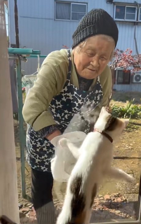 まどふきをするおばあさんとタオルを追いかけるミケ猫