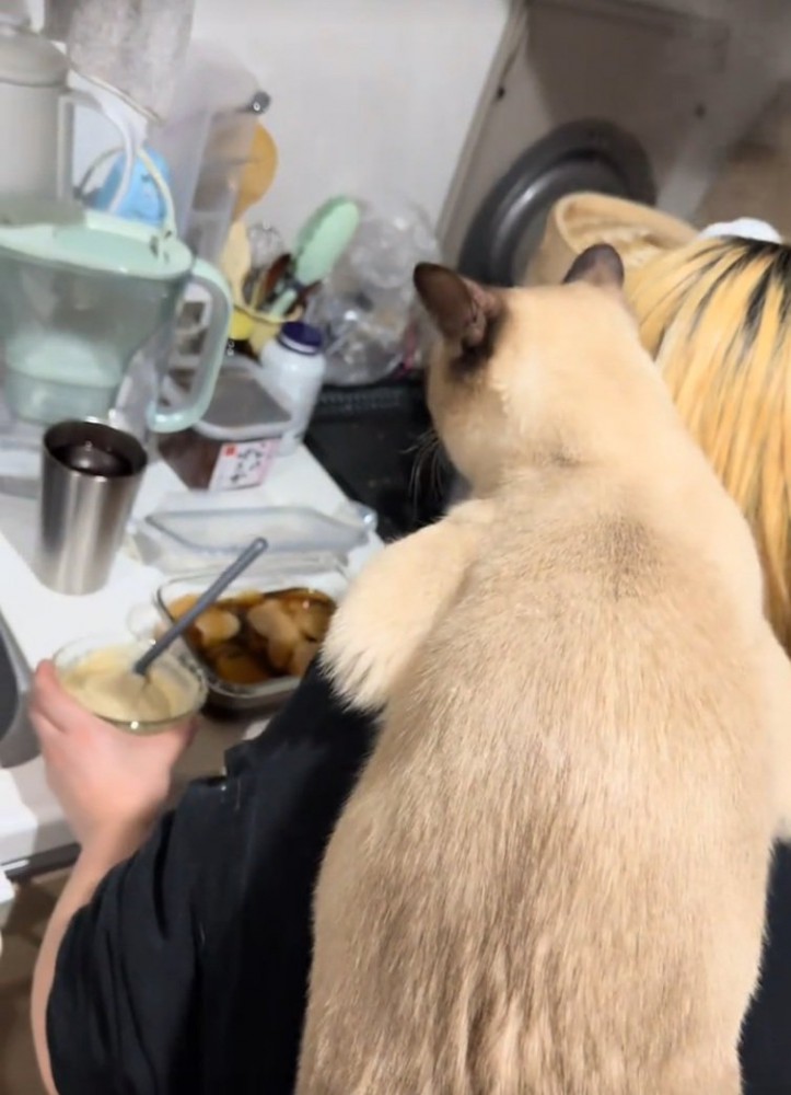 料理を見つめる猫