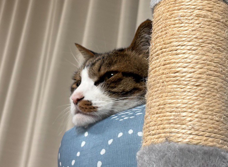 ペット用ベッドのフチにアゴを乗せてくつろぐ猫