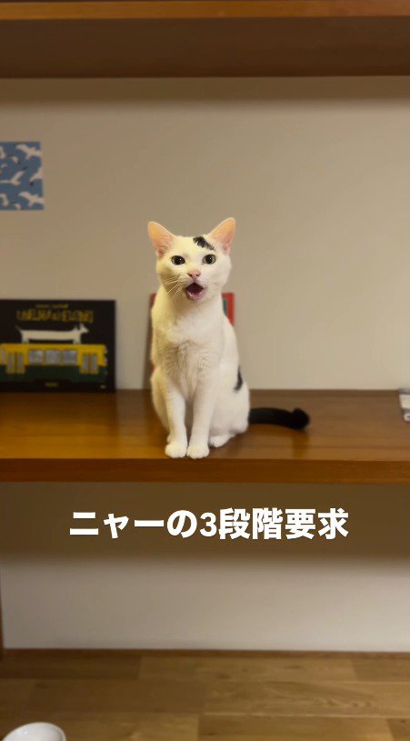 大きく口を開ける猫