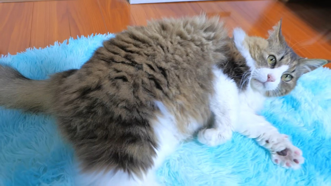 横たわり前足を伸ばしてカメラ目線の猫