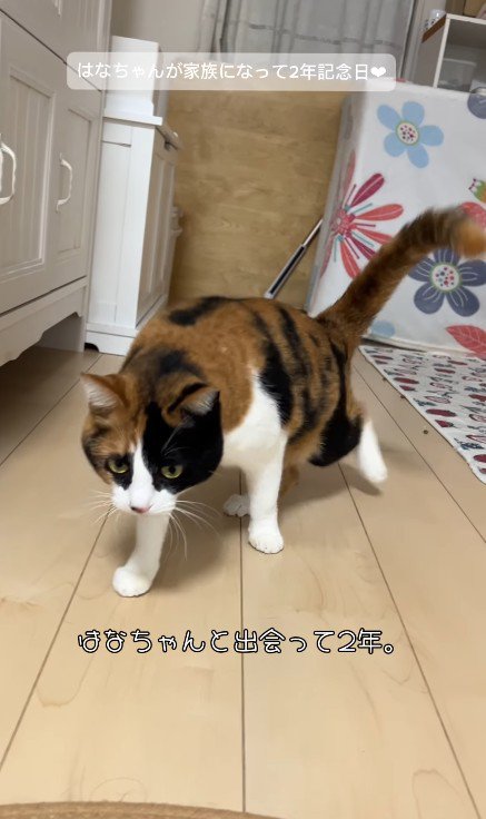 歩いている猫