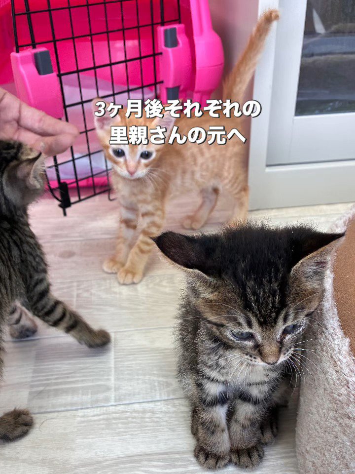 キジトラと茶トラの子猫