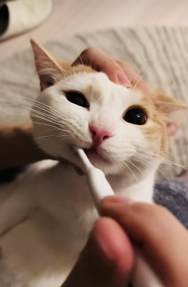 パパに歯磨きをされるマンチカン