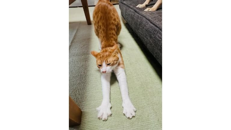 室内にいる猫