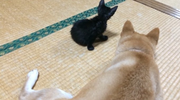 畳の上でくつろぐ子猫と犬