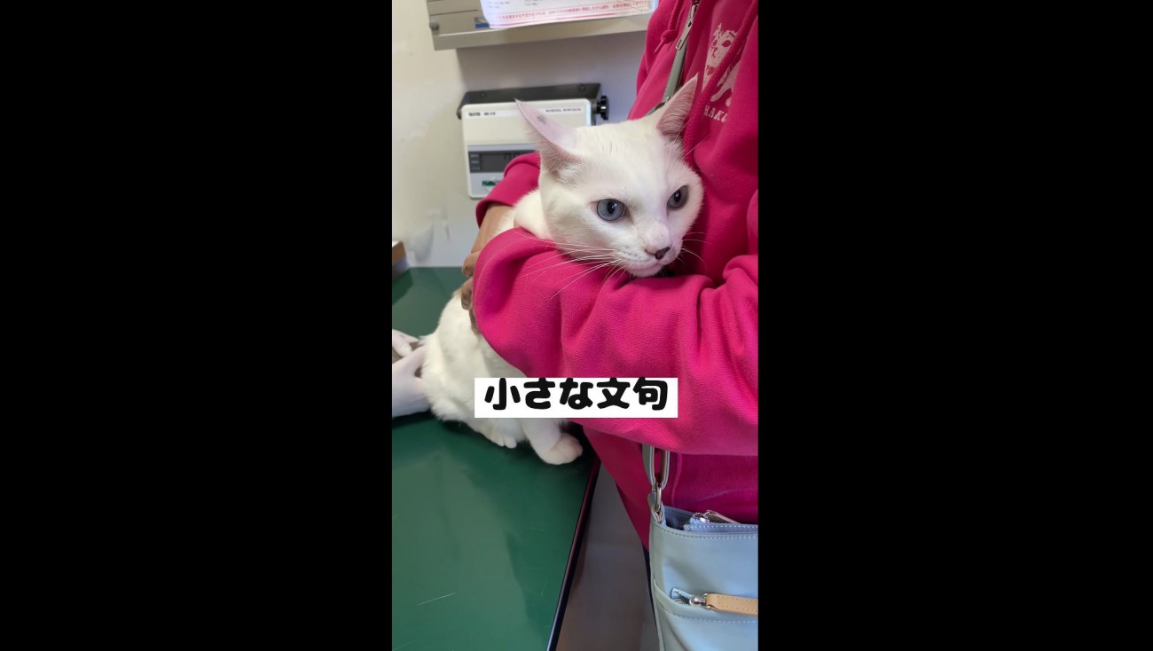 遠い目のハクくん