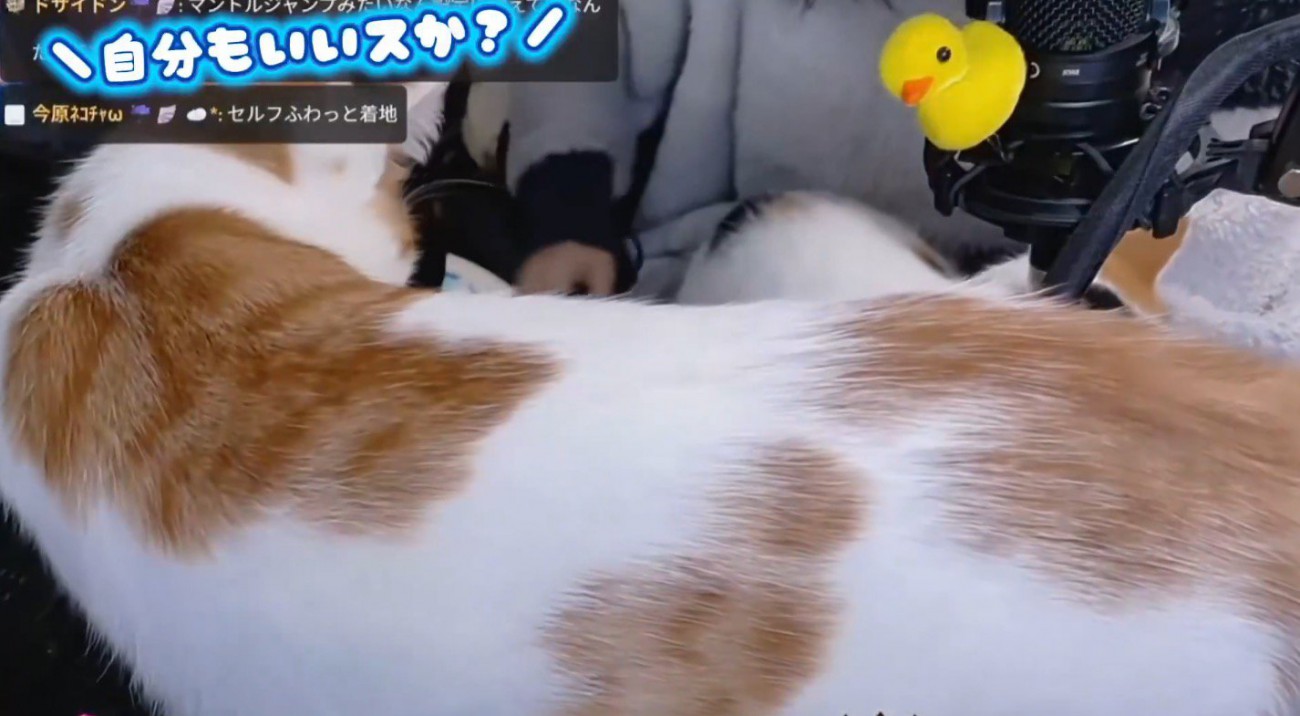 飼い主のそばにやってきた茶白猫