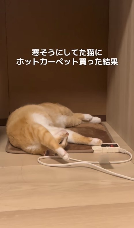 ホットカーペットの上で寝転がる猫（ややアップ）