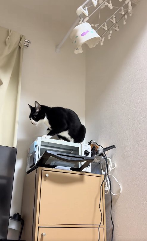 扉の開いたトースターの上にいる猫