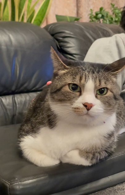 ソファに香箱座りする猫3