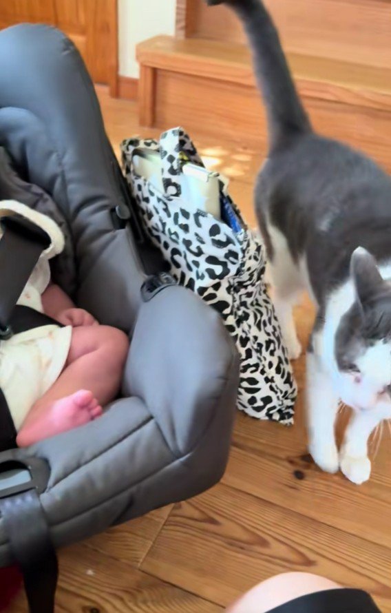 泣いている赤ちゃんと猫