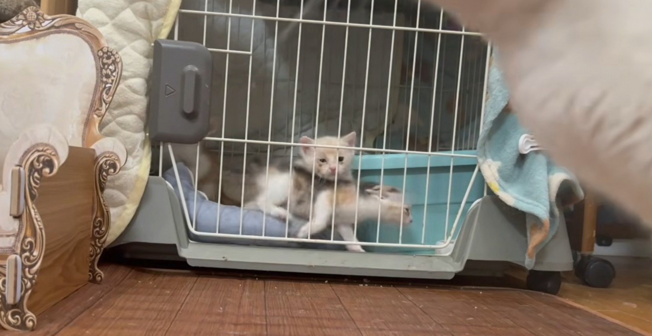 子猫がケージ内にいる