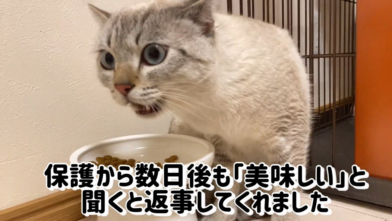 ごはん中の猫