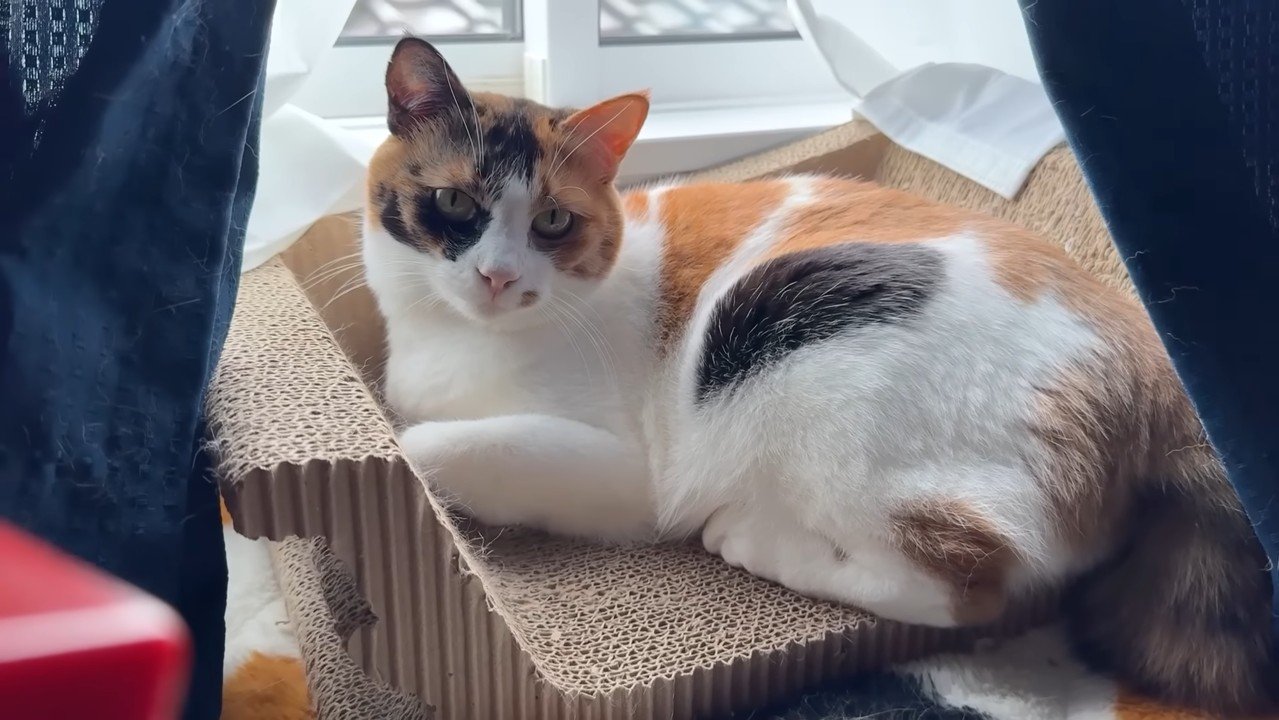 爪とぎベッドの上で