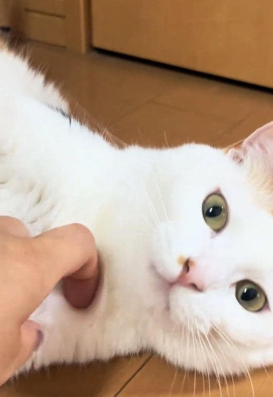 撫でられる猫