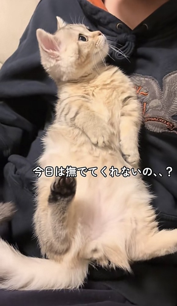 膝の上の猫の写真1
